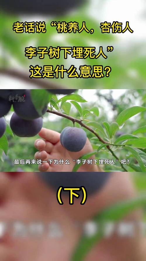 人杏之间最新版本是多少？新功能实测分享很实用！