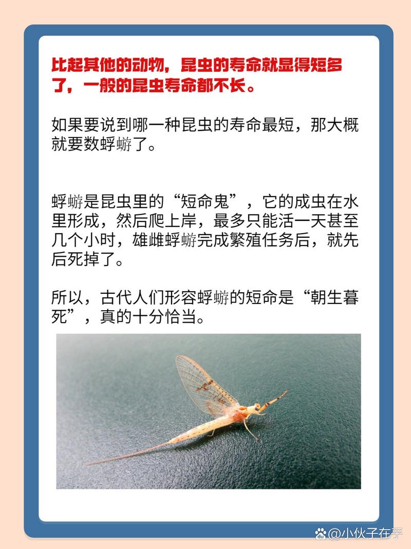 蜉蝣官网常见问题解决？(错误登录快速处理技巧)