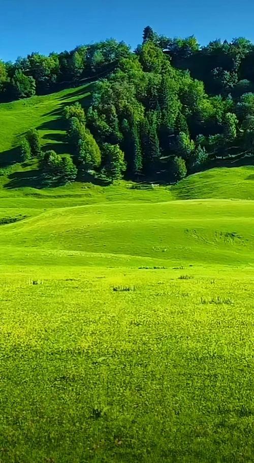 青青草原最新版本是多少?常见问题答案汇总!