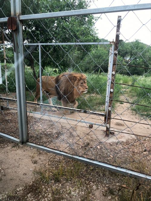蓝宝石野生动物园最新路线怎么走?快速游览不绕路!